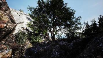 big tree with rock formations on the mountainside video