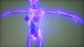 corps humain transparent avec des os visibles
