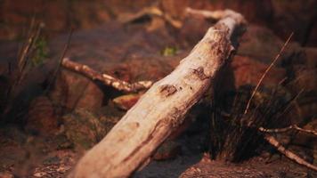 dry dead tree branches and mountain ridge video