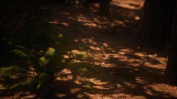 la luz del sol temprano en la mañana en las secuoyas de mariposa grove video