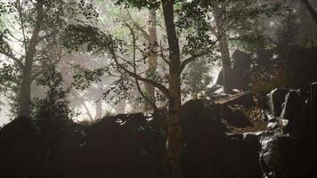 forêt d'été avec brouillard profond video