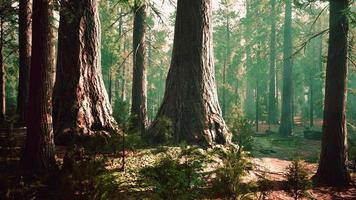 secuoyas gigantes en el bosque gigante del parque nacional de secuoyas video