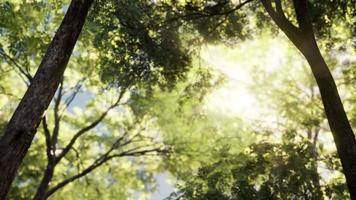 bosco di larici con luce solare e ombre all'alba video