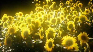 Sonnenblumen blühen im Spätsommer video