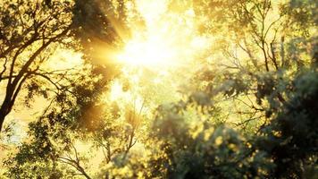 larch forest with sunlight and shadows at sunrise video