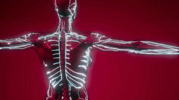 Blutgefäße des menschlichen Körpers video
