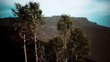 big pine trees growing from rocky outcropping in the mountains video