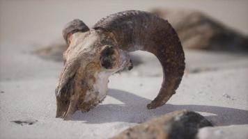 Schädel mit Widderhörnern am Strand video