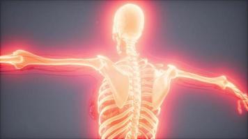 corpo humano transparente com ossos visíveis video