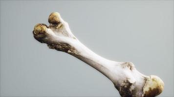 l'osso della gamba di un grosso animale video