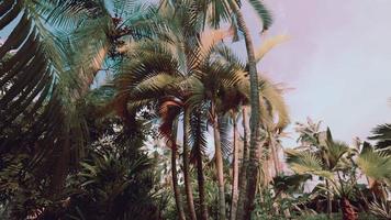 tropical palms and plants at sunny day video