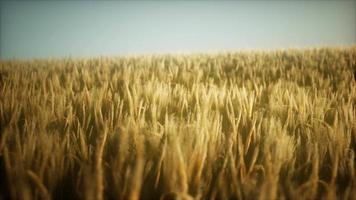 8K Ripe yellow rye field under beautiful summer sunset sky video