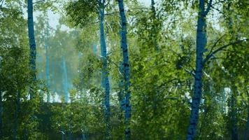 panorama av björkskog med solljus video