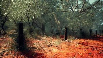 cerca de arame de areias esfregadas laranja e pequenas árvores video