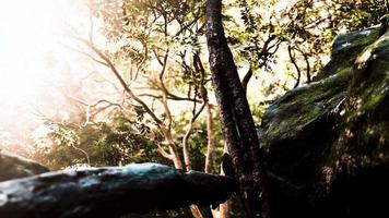 forêt tropicale avec la lumière du soleil du matin video