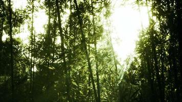 bambù verde nella nebbia con steli e foglie video