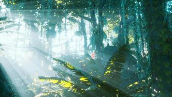 green tropical forest with ray of light video