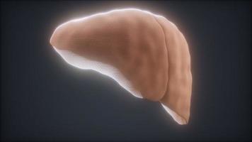 loop 3d renderad medicinskt korrekt animering av den mänskliga levern video