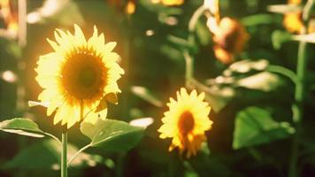 muchos grandes girasoles amarillos brillantes en campos de plantación al atardecer video