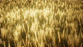 Campo de centeio amarelo maduro de 8k sob o lindo céu do pôr do sol de verão video