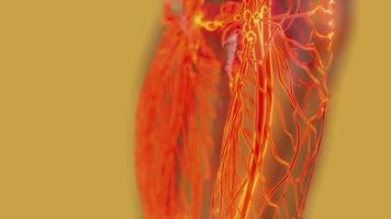analyse van menselijke bloedvaten anatomie scan