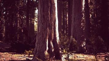 secuoyas gigantes en el parque nacional de secuoyas en california, ee.uu. video