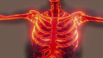 sistema esquelético humano en cuerpo transparente video