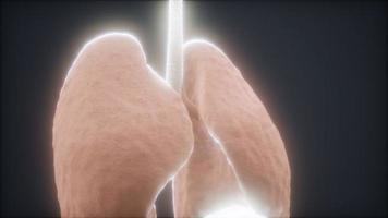 3D-animation av mänskliga lungor video