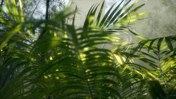 lumière vive qui brille à travers le brouillard brumeux humide et les feuilles de la jungle video