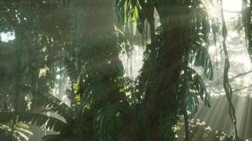 tiefer tropischer Dschungelregenwald im Nebel video