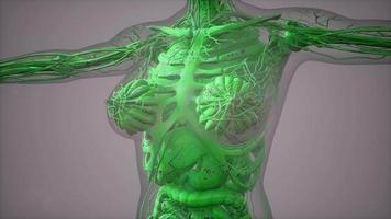 modell som visar anatomi av människokroppen illustration video