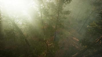Drone breaking through the fog to show redwood and pine tree video