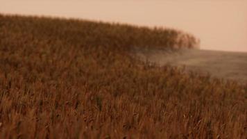 gouden tarweveld bij zonsonderganglandschap video