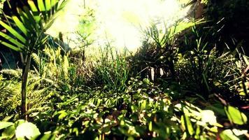 8k fecham as folhas verdes e a grama da natureza tropical video