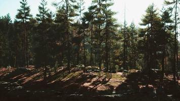 forêt de pins nordiques à la lumière du soir video