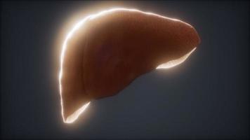 loop 3d rendered medically accurate animation of the human liver video