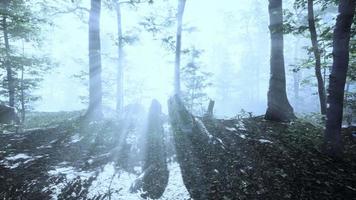 sunlight in the green forest in fog at spring time video