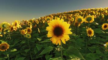 muchos grandes girasoles amarillos brillantes en campos de plantación al atardecer video