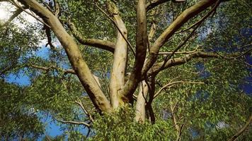 Eukalyptus im roten Zentrum Australiens video