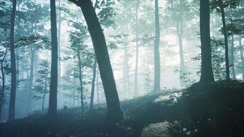 brouillard du matin dans la forêt profonde video