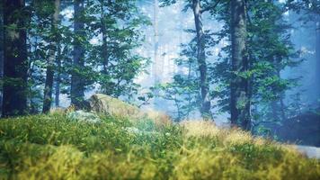 green grass in the forest at sunny summer morning video