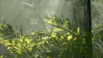 lumière vive qui brille à travers le brouillard brumeux humide et les feuilles de la jungle