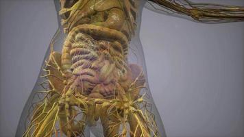 model showing anatomy of human body illustration video