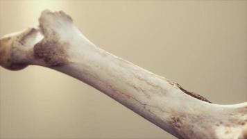 The leg bone of an big animal video