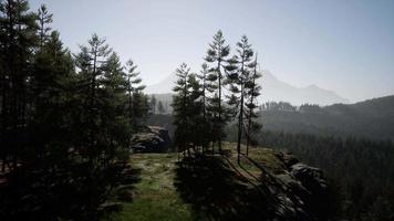 paisagem de floresta de montanha enevoada pela manhã video