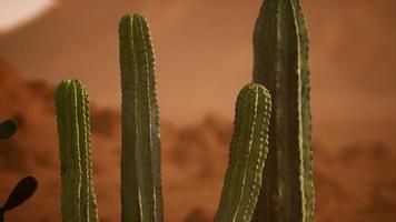 arizona öken solnedgång med jätte saguaro kaktus video