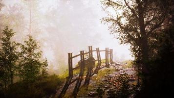 névoa de verão na floresta video