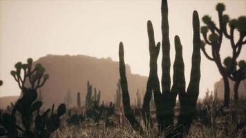 Sonnenlichtstrahl, der bei Sonnenuntergang über den Wüstenhimmel schießt video