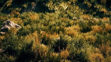 Beach dunes with long grass video