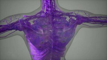 Complete close-up view of the Skeletal System with transparent body video